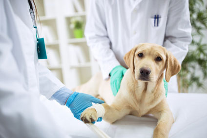 Tierarzt, der einen Hund chirurgisch behandelt