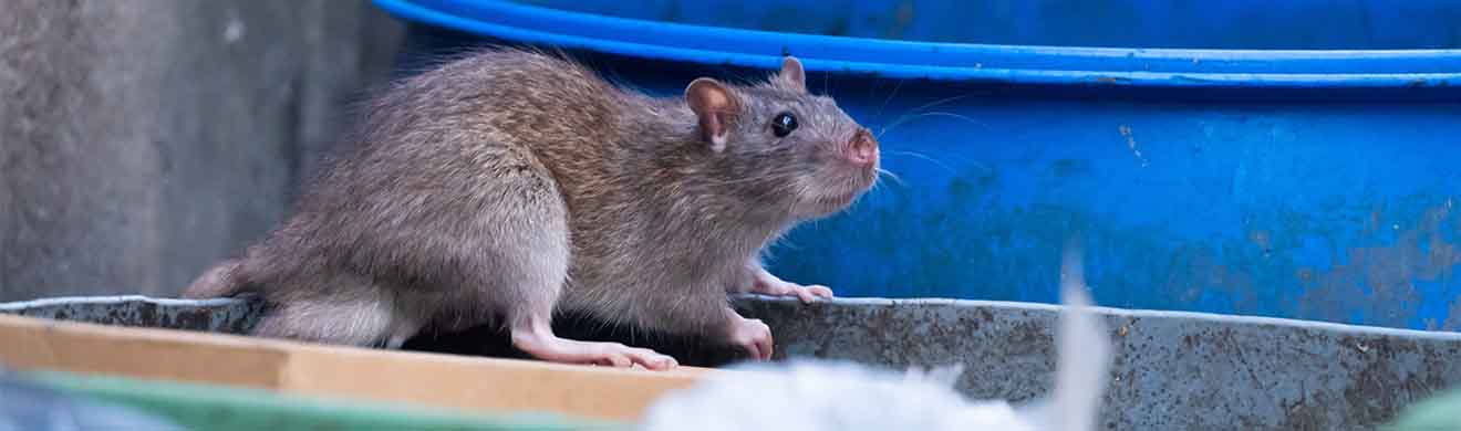 Ratten bekämpfen in Dortmund