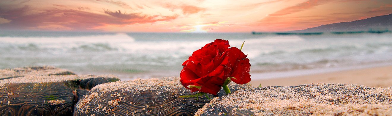 Einsame rote Rose am Meeresstrand bei dramatischem Himmel, symbolisch für eine Seebestattung in Dortmund.